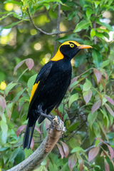 Sericulus chrysocephalus