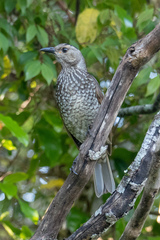 Sericulus chrysocephalus