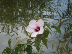 Hibiscus laevis