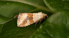 Maliattha amorpha