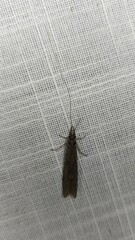 Triplectidinae