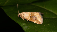 Maliattha amorpha