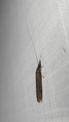Triplectidinae