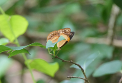 Cupha prosope