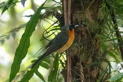 Symposiachrus trivirgatus