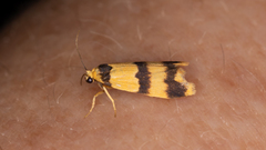 Stenoscaptia venusta