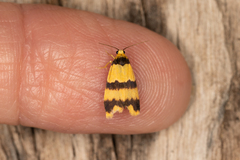 Stenoscaptia venusta