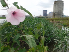 Hibiscus laevis