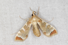 Leucinodes cordalis