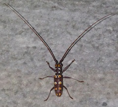 Olenecamptus siamensis