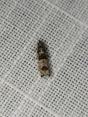 Spilonota constrictana
