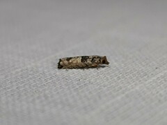 Spilonota constrictana