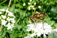 Eristalis nemorum