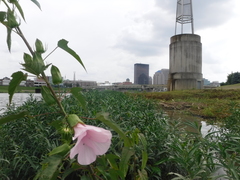 Hibiscus laevis