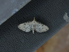 Sufetula hemiophthalma