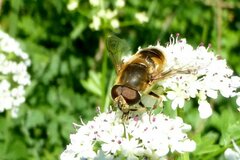 Eristalis nemorum