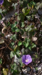 Ipomoea indica