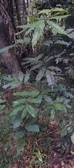 Aglaia lawii