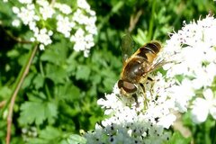 Eristalis nemorum
