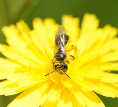 Parasphecodes