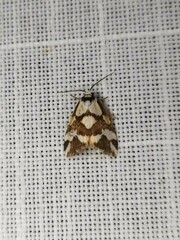 Thallarcha staurocola