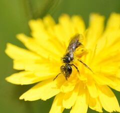 Parasphecodes