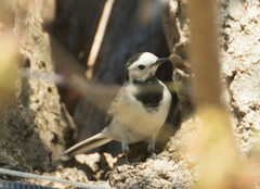 Motacilla alba
