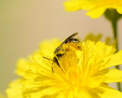 Parasphecodes