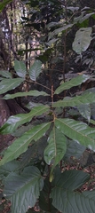 Aglaia lawii