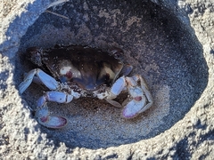 Ovalipes australiensis