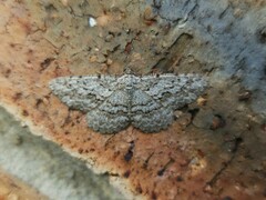 Psilosticha absorpta