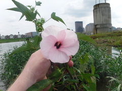 Hibiscus laevis