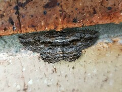 Scioglyptis chionomera