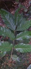 Aglaia lawii
