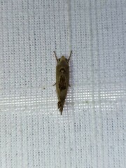 Tymbophora peltastis