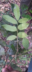 Aglaia lawii