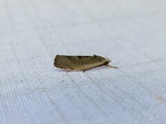 Tymbophora peltastis
