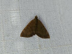 Chrysolarentia mecynata