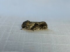 Agriophara confertella