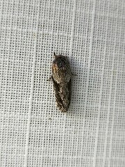 Agriophara confertella