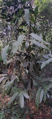 Cinnamomum malabatrum