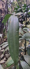 Cinnamomum malabatrum