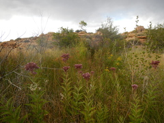 Eutrochium maculatum bruneri