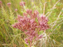 Eutrochium maculatum bruneri