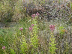 Eutrochium maculatum bruneri