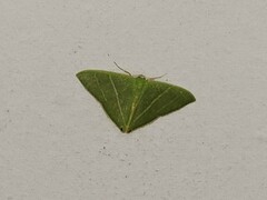 Urolitha bipunctifera