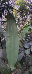 Cinnamomum malabatrum