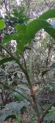 Dysoxylum malabaricum