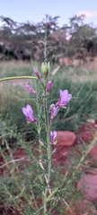Cleome hirta
