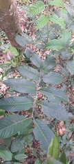 Dysoxylum malabaricum